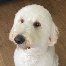 Shelby - Goldendoodle