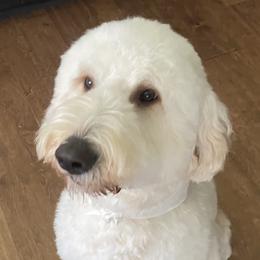 Shelby - Goldendoodle