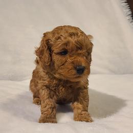 Poodle Puppies from Carolina Poodle Palace