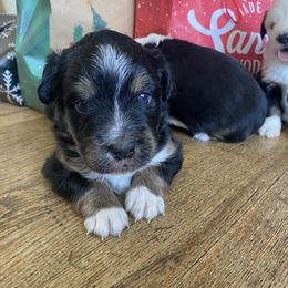 Miniature Australian Shepherd Puppies from shaylea McMillan