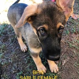 Brie - Sable female German Shepherd puppy in Blairsville, Georgia from Black Sheep German Shepherds