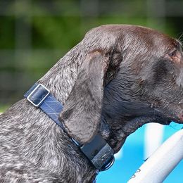 Australian Shepherds and German Shorthaired Pointers from Flynbee Farm