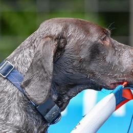 Australian Shepherds and German Shorthaired Pointers from Flynbee Farm