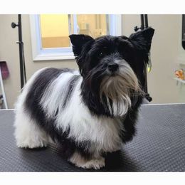 Fancy - Yorkshire Terrier