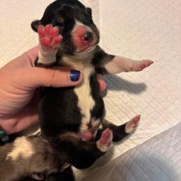 Male - Black and tan male Pembroke Welsh Corgi puppy in Mount Nebo, West Virginia from Summersville Corgis of Groves Farm