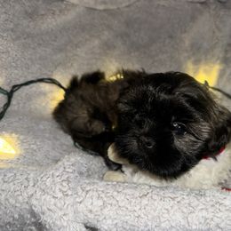 Teddy - Brindle male Shih Tzu puppy in Rockmart, Georgia from Sonya Garrett