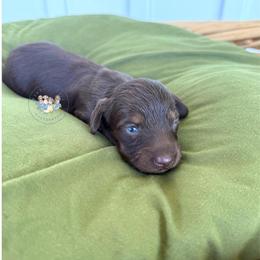 Toffee - Chocolate and tan female Dachshund puppy in Cave City, Kentucky from Mammoth Cave Dachshunds