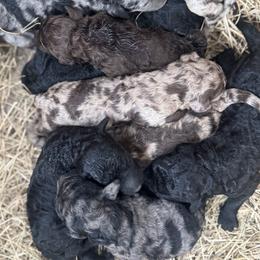 Aussiedoodle and Goldendoodle Puppies from Dream Hollow Farm