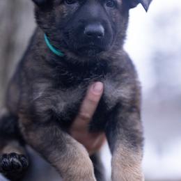 Teal collar - Sable female German Shepherd puppy in Prospect, Connecticut from Di Massimo Canile