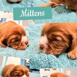 Mittens - Chocolate male Cavalier King Charles Spaniel puppy in Spring Hill, Florida from Wonderland Cavaliers