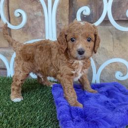 Prescott - Red male Cavapoo puppy in Central, Arizona from Desert Valley Doodles