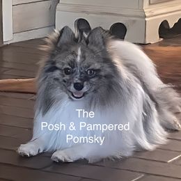 Pomeranian and Pomsky All Grown Up from The Posh & Pampered Pomsky