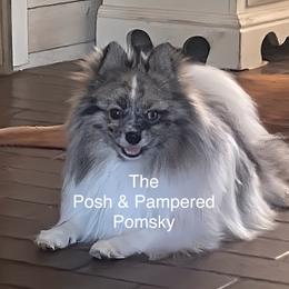 Pomeranian and Pomsky All Grown Up from The Posh & Pampered Pomsky