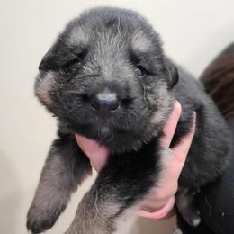 Green - Black and red male German Shepherd puppy in Coatesville, Pennsylvania from Jessica's German Shepherds