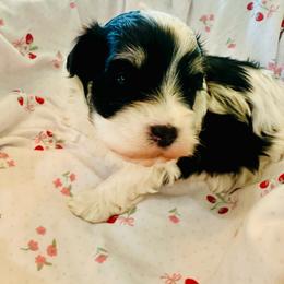 Benz - Black and white male Havanese puppy in Hawthorne, Florida from Havanese Acres