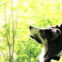 Border Collie All Grown Up from Eastwillow Border Collies