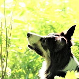 Border Collie All Grown Up from Eastwillow Border Collies