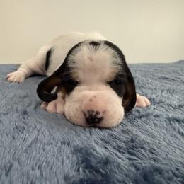 Female 2 - Black white and brown female Basset Hound puppy in Douglas, Georgia from Huffer Hounds and Havanese