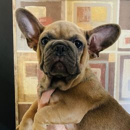 French Bulldogs from Aidsa’s Adorable Puppies