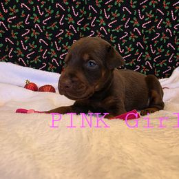 Pink - Red and rust female Doberman Pinscher puppy in Knox, Indiana from Double River Dobermans