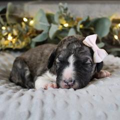 Aurora - White and black female Bordoodle puppy in Ashland, Ohio from Cherry Blossom Doodles