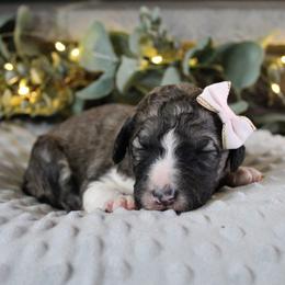 Aurora - White and black female Bordoodle puppy in Ashland, Ohio from Cherry Blossom Doodles