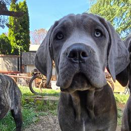 Greybell - Gray female Cane Corso puppy in Seattle, Washington from BOUDICAS CANE CORSO