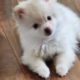 Pomeranian Puppies from BabyBooPoms