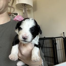 Sheepadoodle Puppies from Taylor's Sheepadoodle Puppies