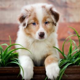 Turkey - Red merle male Australian Shepherd puppy in Belton, Texas from Brilliant Beautiful Australian Shepherds