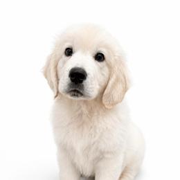 Johnny Cash - Light golden male Golden Retriever puppy in Chicago, Illinois from Urbane Retrievers