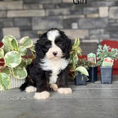 Katy - Tri-color female Double Doodle puppy in Millersburg, Ohio from T Sanctum