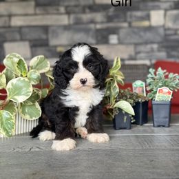 Katy - Tri-color female Double Doodle puppy in Millersburg, Ohio from T Sanctum