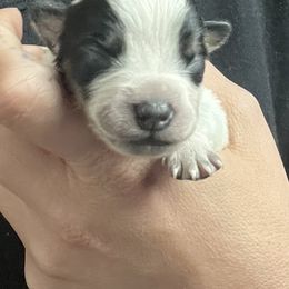 Girl 1 - Blue female Australian Cattle Dog puppy in Norton, Ohio from Australian Cattle Dog Company