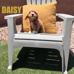 Daisy - Female - Red female Bernedoodle puppy in Peoria, Arizona from Wroth's Pawsibilities