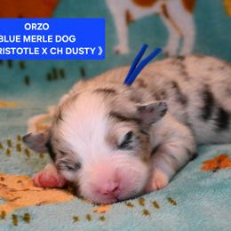 Orzo - Blue merle male Australian Shepherd puppy in Asotin, Washington from Sierra Cisco Farms