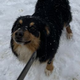 Australian Shepherd All Grown Up from Ready 'N Abel Aussies