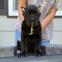 Bonnie - Black female Cane Corso puppy in Fairfield, California from Royal Class Kennels