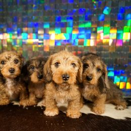 American Corgi, Dachshund, and Pembroke Welsh Corgi Puppies from Shining A Lowriders & Co.