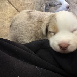 Australian Shepherd Puppies from Friendly Hills Aussies