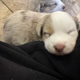 Australian Shepherd Puppies from Friendly Hills Aussies