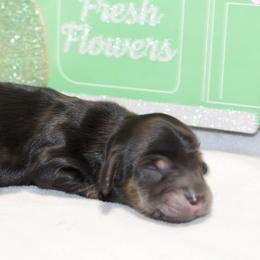 Captain - Black and tan male Dachshund puppy in Bellville, Ohio from JK Mini Doxies