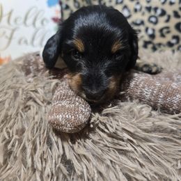 Remi - Black and tan male Dachshund puppy in Bigfork, Minnesota from Long Ears and Long Dogs Ranch