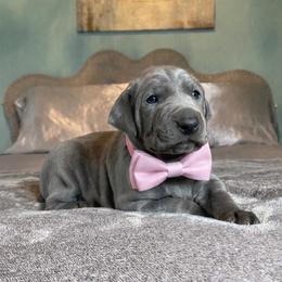 Ellie - Blue female Weimaraner puppy in Taylorsville, Mississippi from Southern Magnolia Weimaraners