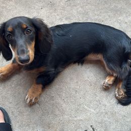 Hilde - Black and tan female Dachshund puppy in Humble, Texas from Foley Dachshunds