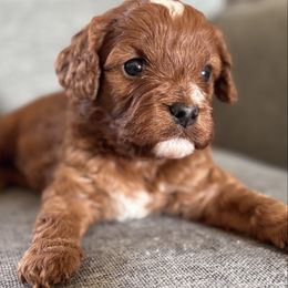 Dash - Red male Cavapoo puppy in Beckley, West Virginia from By Design Doodles