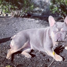 French Bulldogs from MJ Frenchies