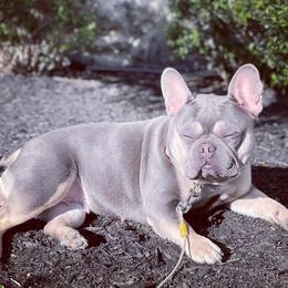 French Bulldogs from MJ Frenchies