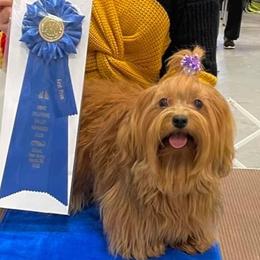 Pumpkin - Havanese