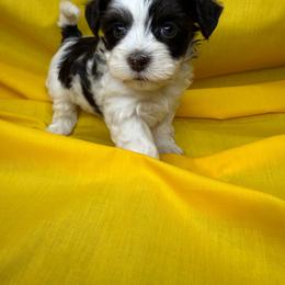 TIA - Chocolate female Havanese puppy in Pisgah, Alabama from Mashburns Little Munchkins